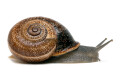 Otala punctata Montserrat, Spain adult